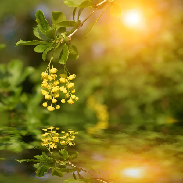 Yellow flower reflecting in the water — Stock Photo, Image