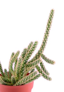 Kaktüs beyaz üzerine izole