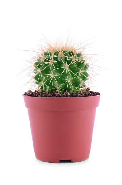 Fehér bőrön izolált kaktusz — Stock Fotó