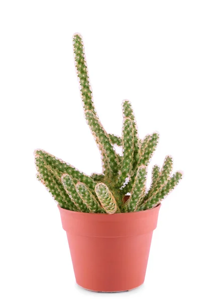 Fehér bőrön izolált kaktusz — Stock Fotó