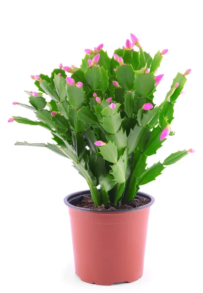 Christmas Cactus isolated on white — Stock Photo, Image