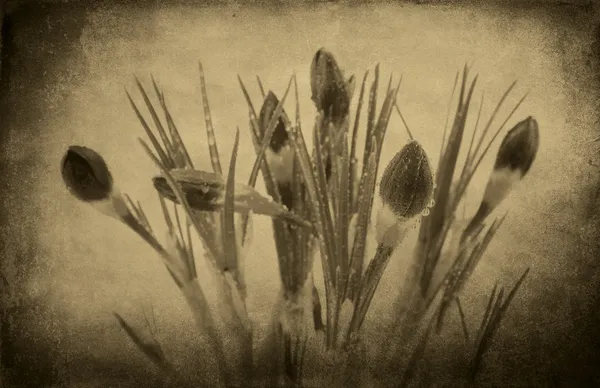 Vintage photo fo a Crocus flower — Stock Photo, Image