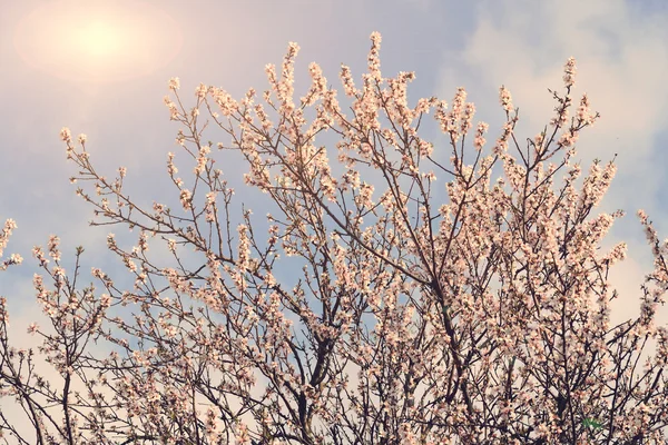 Kersenboom bloesem — Stockfoto