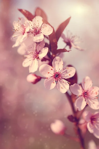 Мрійлива вишнева квітка — стокове фото