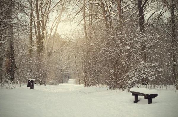 Frozen forest with snow — Stock Photo, Image