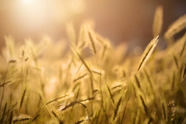 Spikelet erba sul campo — Foto Stock