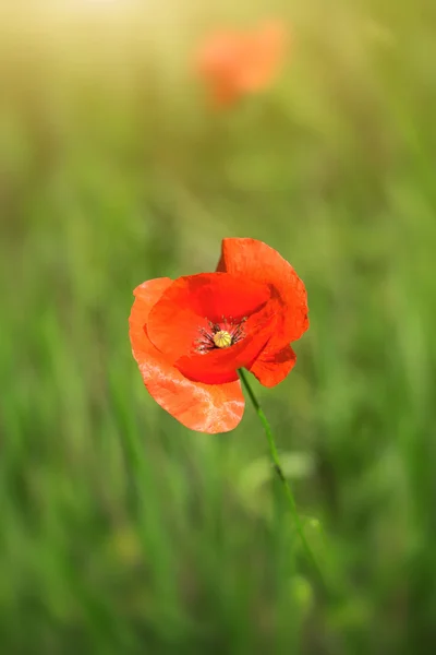 Fiore di papavero rosso — Foto Stock