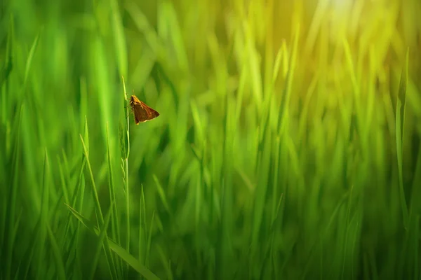 Vlinder aan verse groene gras — Stockfoto