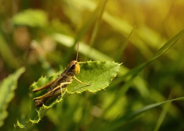 Macro photo of a grasshopper in summer — Stock Photo, Image