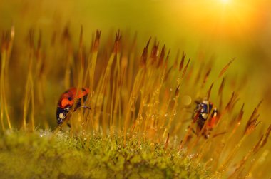 uğur böceği moss orman