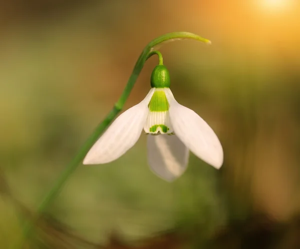 Closeup photo of snowdrop flower — Stock Photo, Image