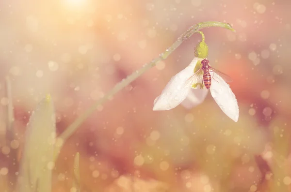 Verträumte Schneeglöckchen-Blume — Stockfoto