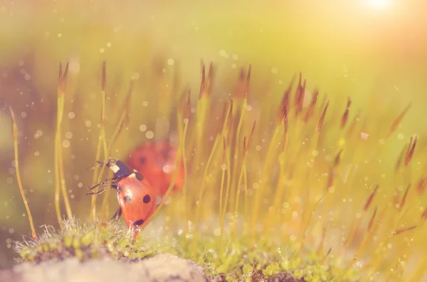 Lieveheersbeestje in het forest moss — Stockfoto