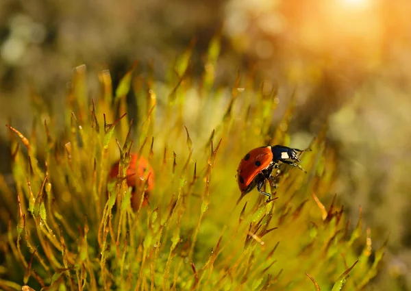 Lieveheersbeestje in het forest moss — Stockfoto