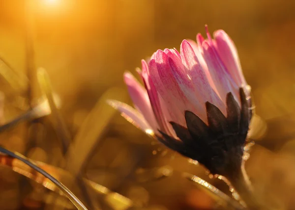 Makro görünümü papatya çiçek — Stok fotoğraf