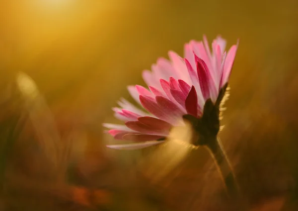 Ensam daisy på ängen — Stockfoto