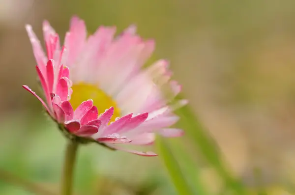 Marguerite solitaire sur la prairie — Photo