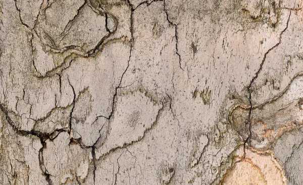 Fundo texturizado de árvore casca Sycamore — Fotografia de Stock