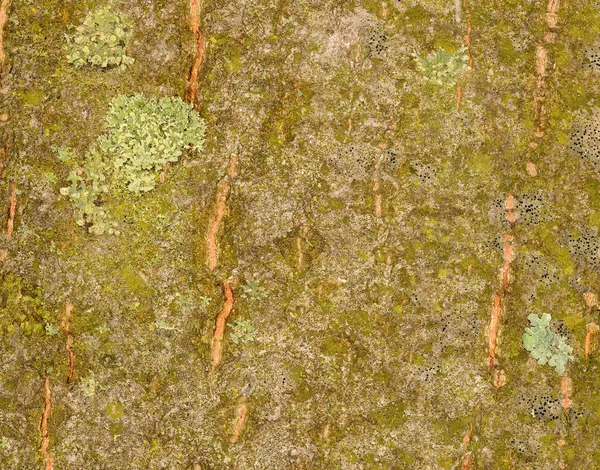 Estrutura da casca da árvore coberta com líquen verde — Fotografia de Stock