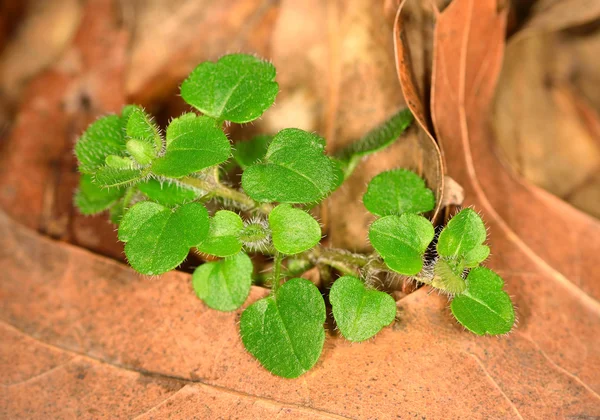 Pianta verde crescere — Foto Stock