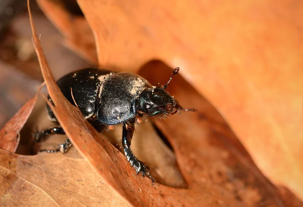 Närbild foto av gnorimus variabilis — Stockfoto