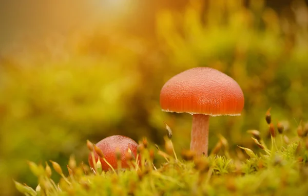 Mushrooms — Stock Photo, Image