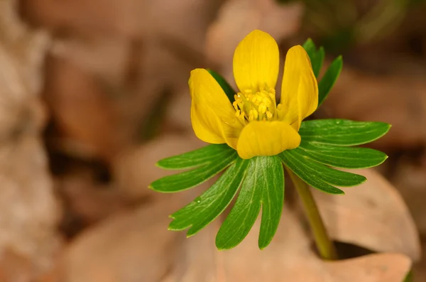 Winter aconite — Stock Photo, Image