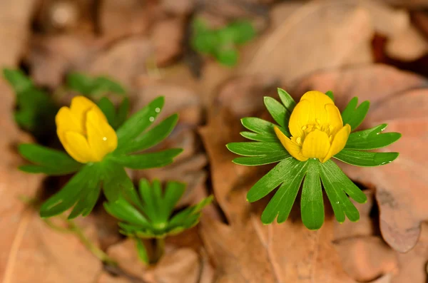 Winter aconite — Stock Photo, Image