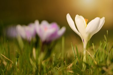 Çiğdem çiçek çiçeklenme gün batımı