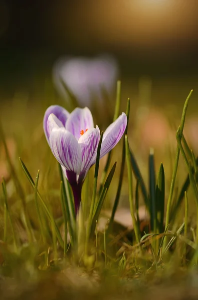 Fioritura di fiori di croco al tramonto — Foto Stock