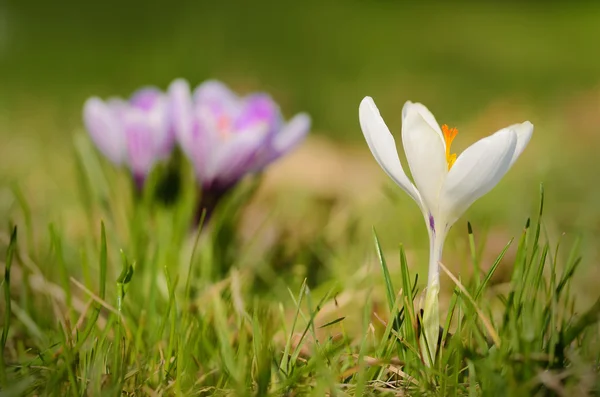 Fleurs de crocus fleurissent dans le champ — Photo