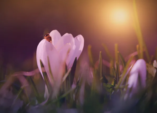 Цветок крокуса расцветает на закате — стоковое фото