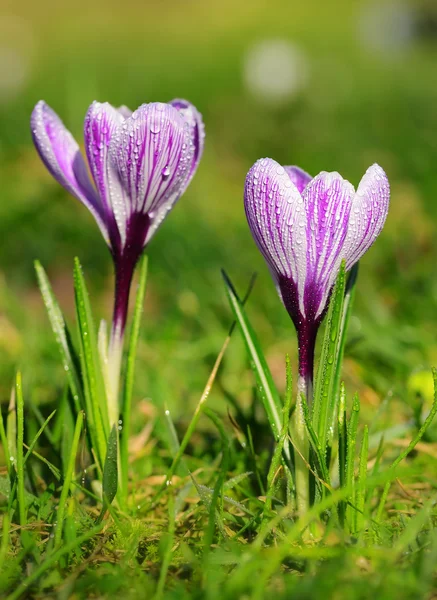 Krokus kwiat kwiat w polu — Zdjęcie stockowe