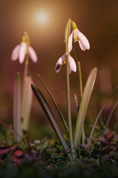 Snowdrop bloom in early spring — Stock Photo, Image