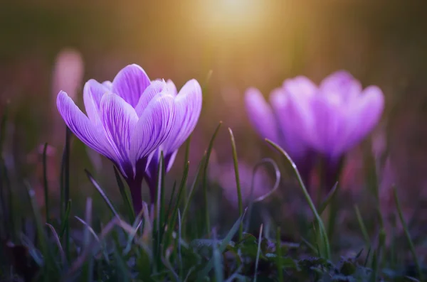 Crocus květiny kvetou v západu slunce — Stock fotografie