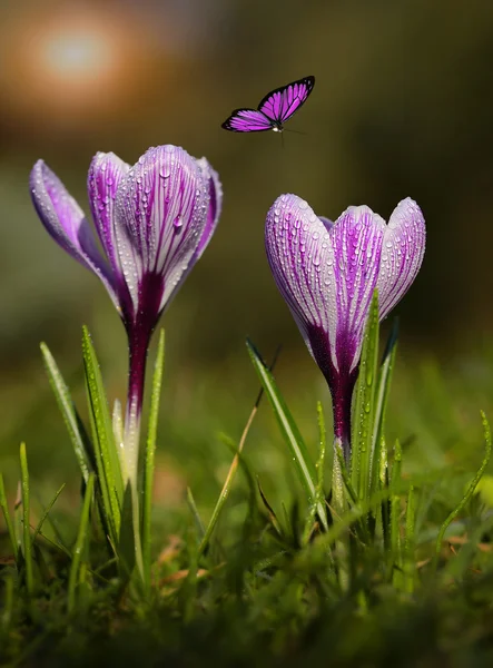 Crocus květiny kvetou v západu slunce — Stock fotografie