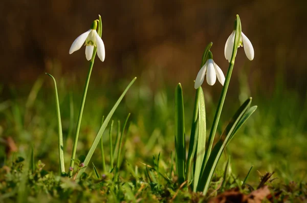 Snowdrop bloom in early spring — Stock Photo, Image