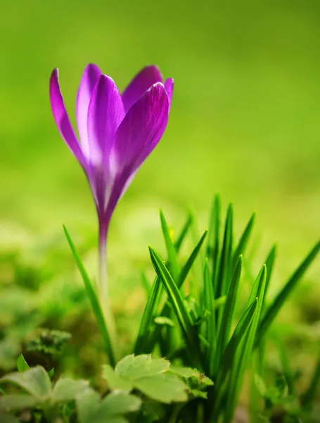 Crocus blomma blommar i fältet — Stockfoto