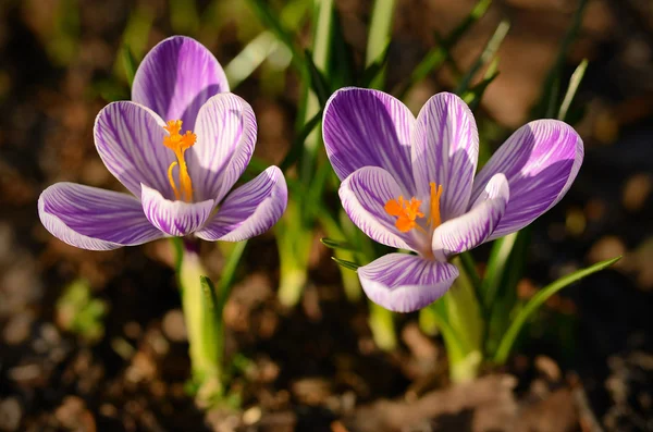 Krokusblüte auf dem Feld — Stockfoto