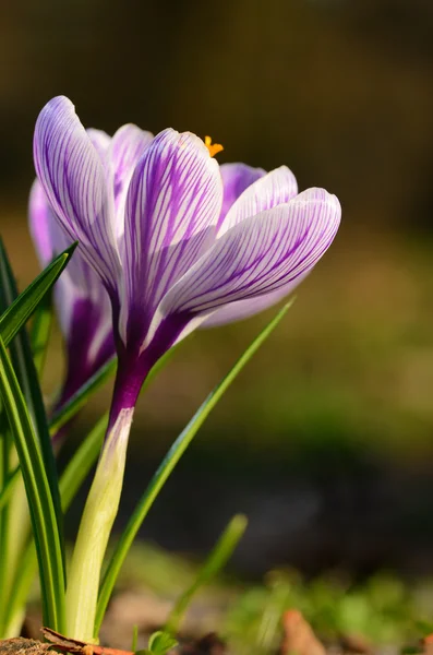 Цветок крокуса цветет в поле — стоковое фото