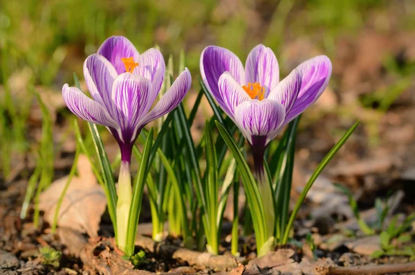 フィールドにクロッカスの花を咲かせる — ストック写真