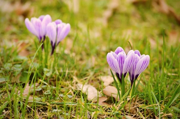 フィールドにクロッカスの花を咲かせる — ストック写真