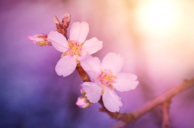 kiraz çiçek Dreamy fotoğraf