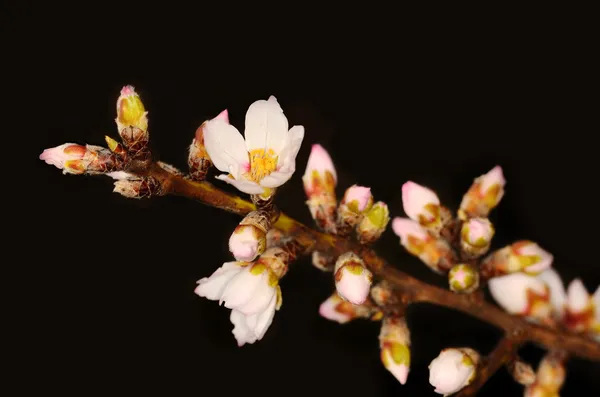 Kirsebærtræblomster - Stock-foto