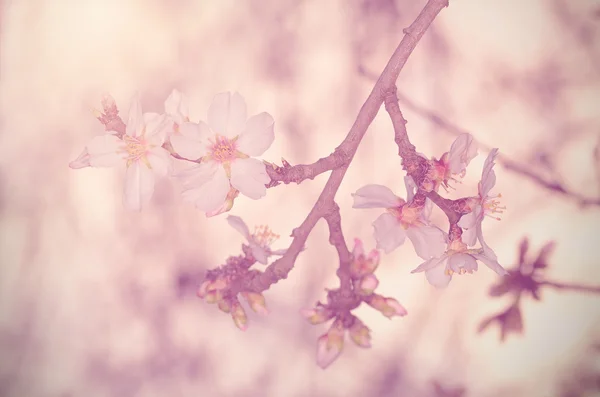 Foto sonhadora de flor de cereja — Fotografia de Stock