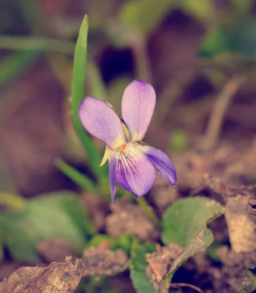 Foto vintage de uma flor violeta — Fotografia de Stock