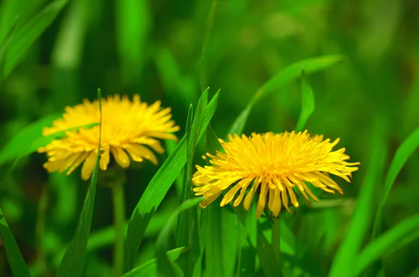 Löwenzahnblüte im Frühling — Stockfoto