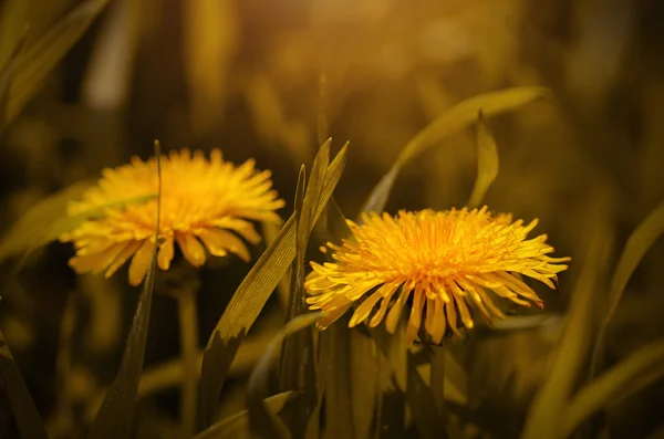 Dandelion blossom in spring — Stock Photo, Image