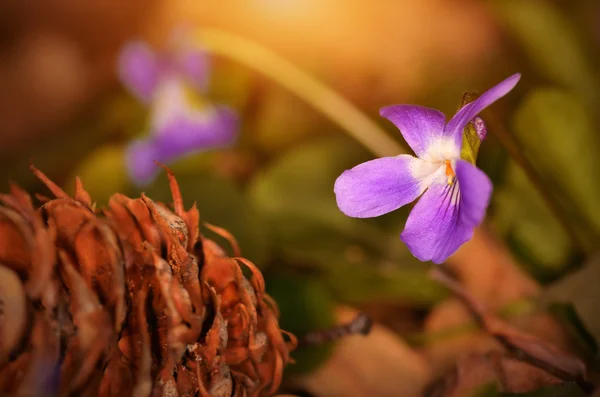 Fioritura di fiori viola al tramonto — Foto Stock