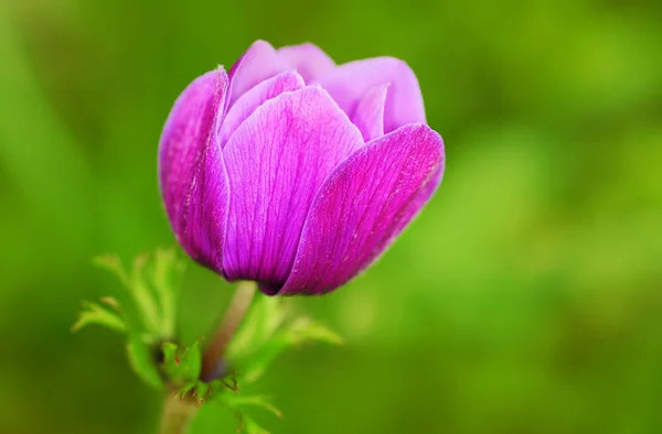 Фиолетовый цветок в саду — стоковое фото